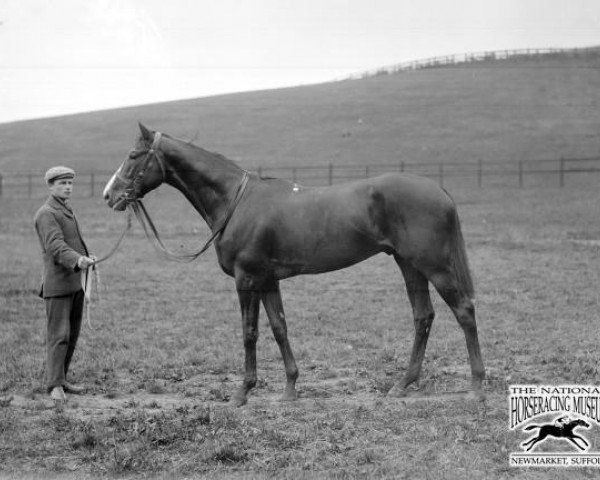 stallion Winkfield's Pride xx (Thoroughbred, 1893, from Winkfield xx)