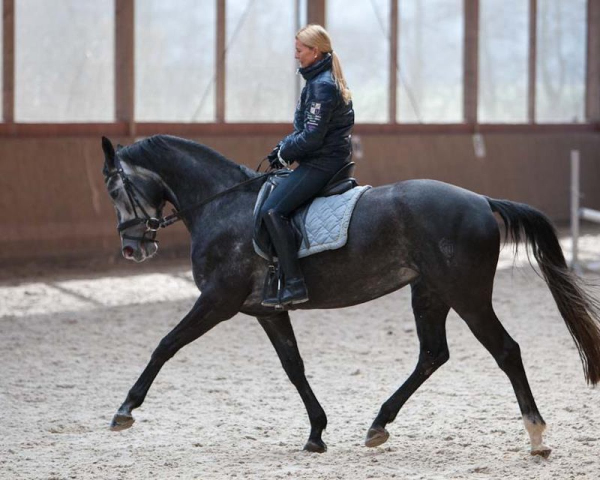 broodmare Escada Girl (Westphalian, 2008, from Ehrenpreis)