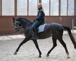 horse Escada Girl (Westfale, 2008, from Ehrenpreis)