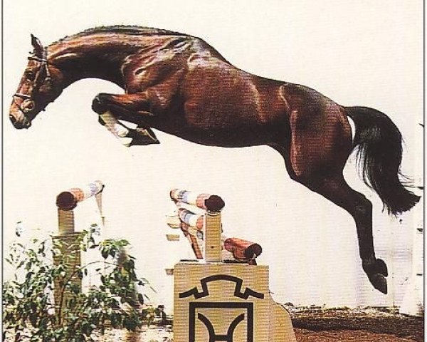 Pferd Condrieu xx (Englisches Vollblut, 1987, von Top Ville xx)
