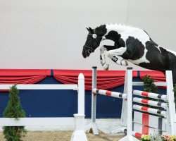 stallion Sanjo M (Pinto with riding horses pedigree, 2019, from Sunny Boy)