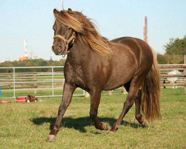 Pferd Silva (Deutsches Classic Pony, 2005, von So-What)