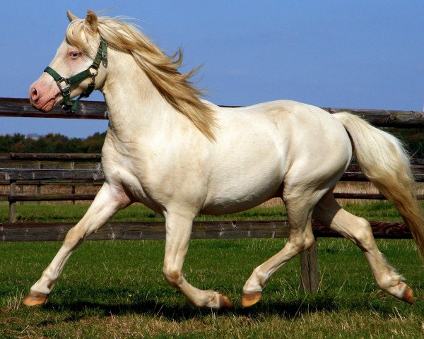 stallion So-What (American Classic Shetler. Pony, 1997, from Captain's Mr.Delmonico)