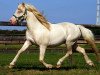 stallion So-What (American Classic Shetler. Pony, 1997, from Captain's Mr.Delmonico)