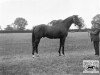 stallion Winalot xx (Thoroughbred, 1921, from Son In Law xx)