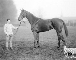 broodmare Verdict xx (Thoroughbred, 1920, from Shogun xx)