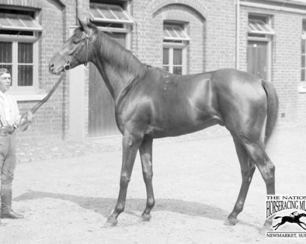 stallion Velasquez xx (Thoroughbred, 1894, from Donovan xx)