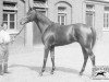 stallion Velasquez xx (Thoroughbred, 1894, from Donovan xx)