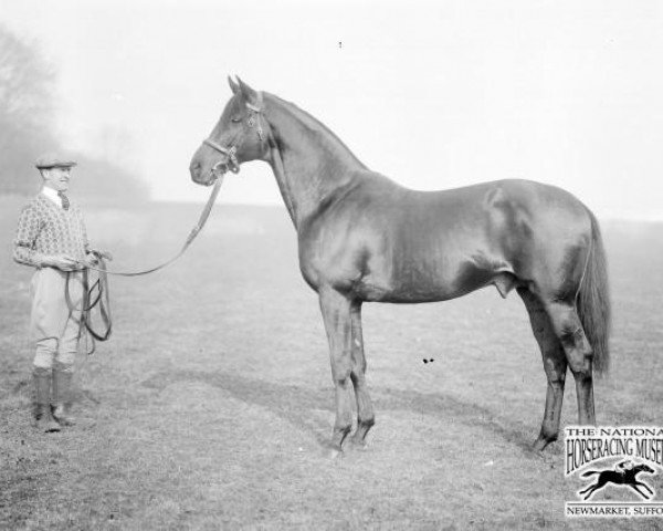 stallion Trimdon xx (Thoroughbred, 1926, from Son In Law xx)