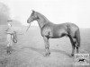 stallion Trimdon xx (Thoroughbred, 1926, from Son In Law xx)