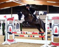 dressage horse Hardagold Halensee (Trakehner, 2013, from Schwarzgold)