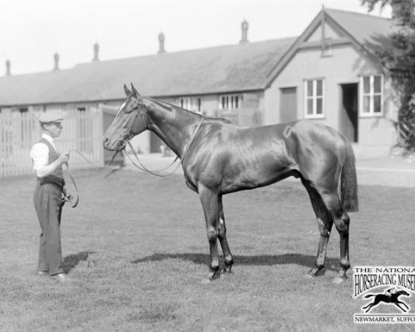 stallion Trigo xx (Thoroughbred, 1926, from Blandford xx)
