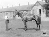 stallion Trigo xx (Thoroughbred, 1926, from Blandford xx)
