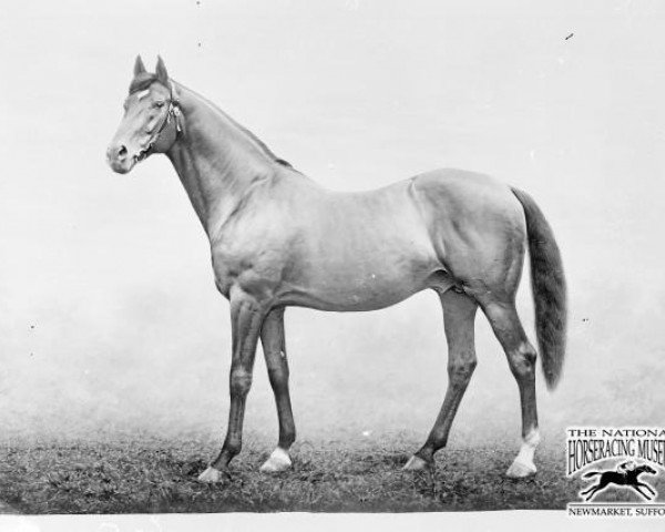 stallion Trenton xx (Thoroughbred, 1881, from Musket xx)