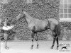 stallion Tracery xx (Thoroughbred, 1909, from Rock Sand xx)