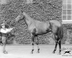 stallion Tracery xx (Thoroughbred, 1909, from Rock Sand xx)