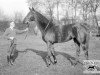 broodmare Toboggan xx (Thoroughbred, 1925, from Hurry On xx)