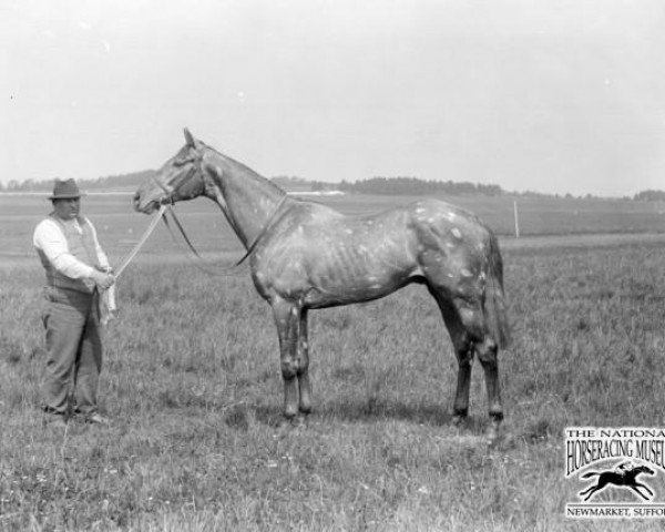 horse The Tetrarch xx (Thoroughbred, 1911, from Roi Herode xx)