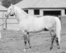 stallion Tetratema xx (Thoroughbred, 1917, from The Tetrarch xx)