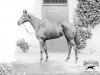 broodmare Straitlace xx (Thoroughbred, 1921, from Son In Law xx)