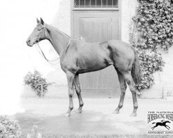 broodmare Straitlace xx (Thoroughbred, 1921, from Son In Law xx)