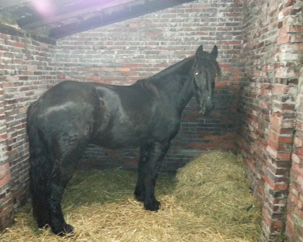 broodmare Jolanda (Friese, 2003, from Rypke 321)