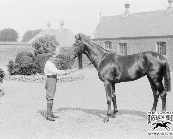 stallion Slieve Gallion xx (Thoroughbred, 1904, from Gallinule xx)