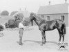stallion Slieve Gallion xx (Thoroughbred, 1904, from Gallinule xx)