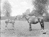 broodmare Sceptre xx (Thoroughbred, 1899, from Persimmon xx)