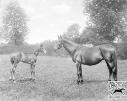 broodmare Sceptre xx (Thoroughbred, 1899, from Persimmon xx)