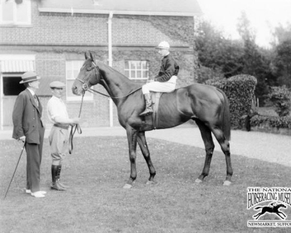 stallion Sansovino xx (Thoroughbred, 1921, from Swynford xx)