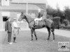 stallion Sansovino xx (Thoroughbred, 1921, from Swynford xx)