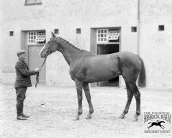 Pferd Rubio xx (Englisches Vollblut, 1898, von Star Ruby xx)