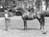 stallion Pommern xx (Thoroughbred, 1912, from Polymelus xx)