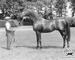 stallion Pommern xx (Thoroughbred, 1912, from Polymelus xx)