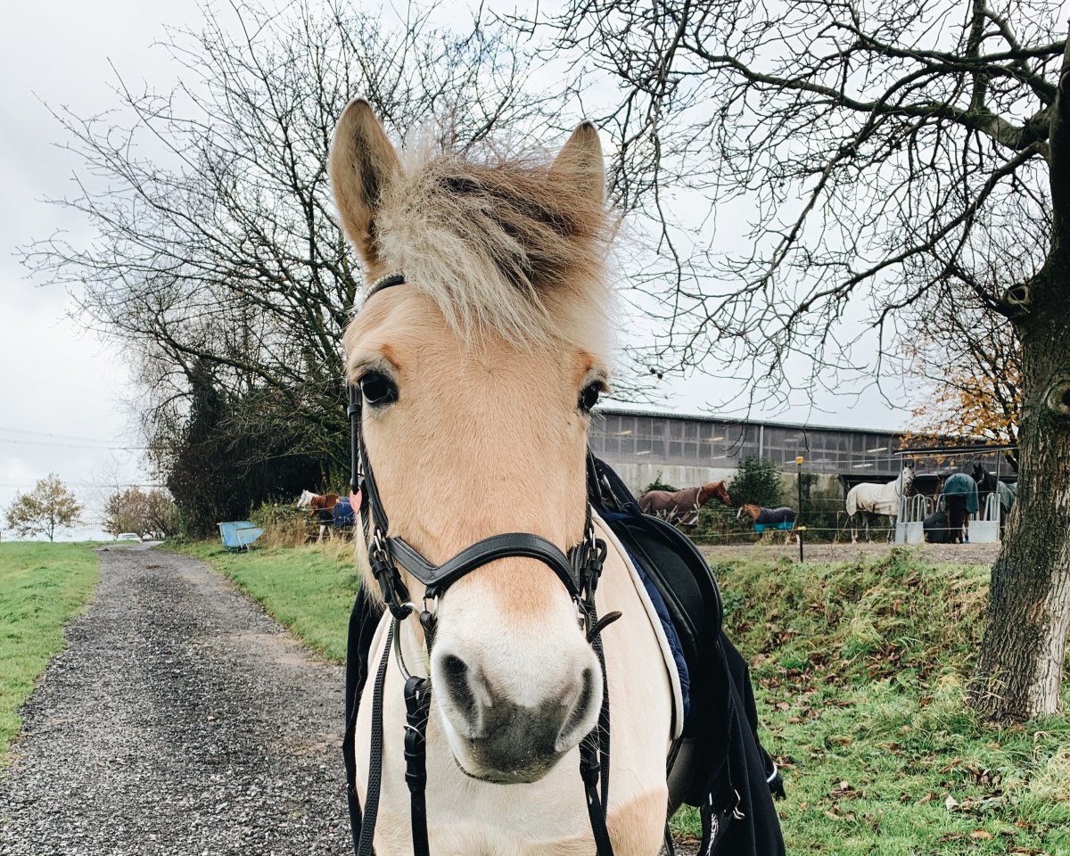 dressage horse Langsigens Casper (Danish Warmblood, 2008, from Kastanjegårdens Charli)