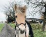 Dressurpferd Langsigens Casper (Dänisches Warmblut, 2008, von Kastanjegårdens Charli)