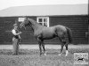 stallion Noble Star xx (Thoroughbred, 1927, from Hapsburg xx)