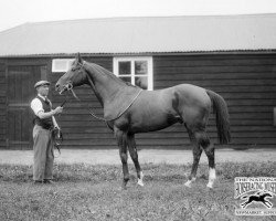 stallion Noble Star xx (Thoroughbred, 1927, from Hapsburg xx)