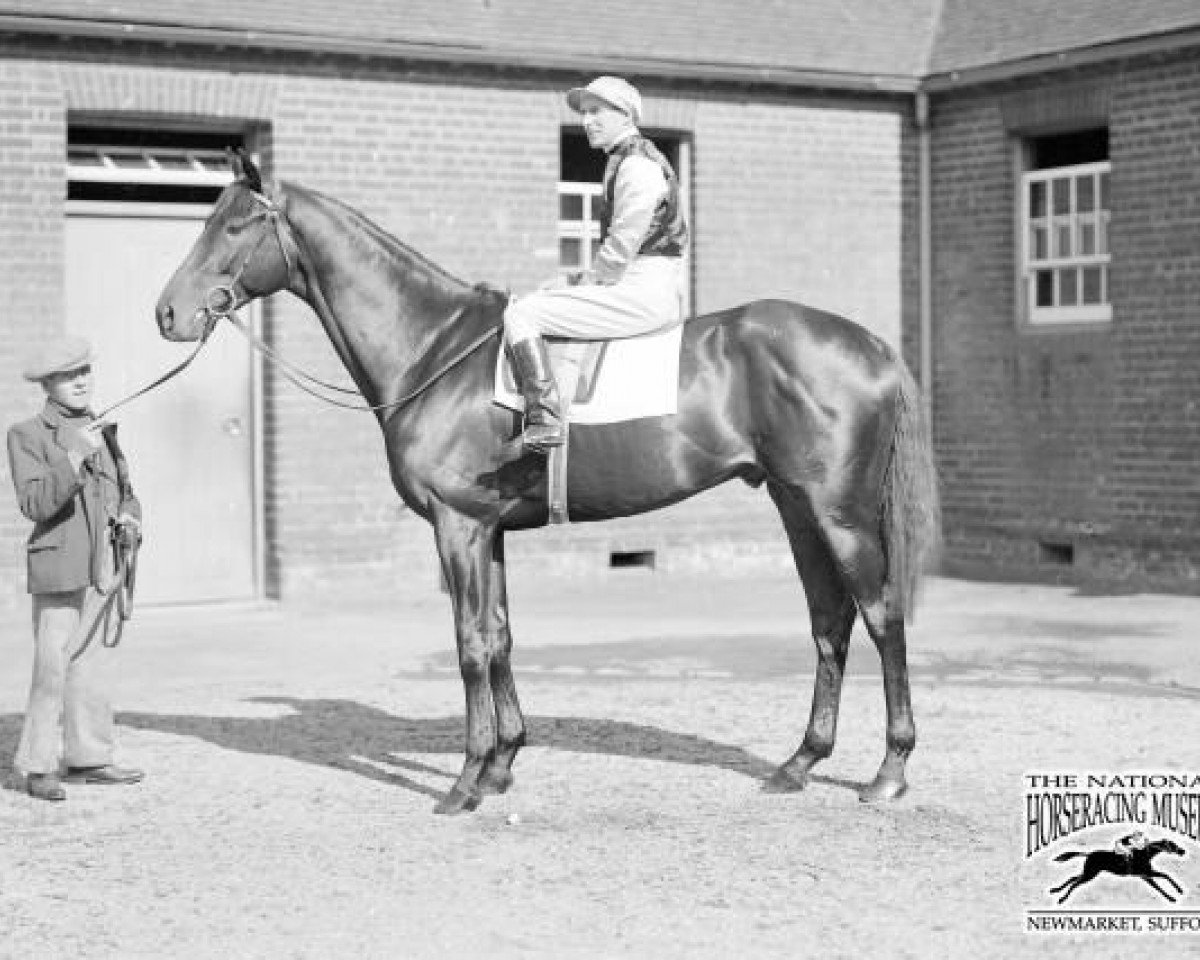 stallion Mid-day Sun xx (Thoroughbred, 1934, from Solario xx)