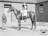 stallion Mid-day Sun xx (Thoroughbred, 1934, from Solario xx)