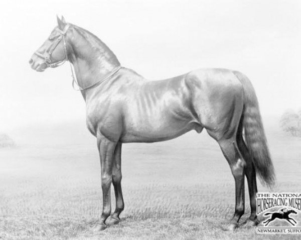 stallion Merry Hampton xx (Thoroughbred, 1884, from Hampton xx)