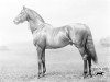 stallion Merry Hampton xx (Thoroughbred, 1884, from Hampton xx)