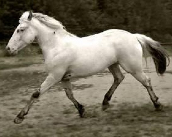 stallion Titan vom Pferdehof (Knabstrupper, 2002, from Talisman aus der schuetzenden Hand)