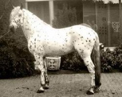 stallion Don Juan af Hestedale (Knabstrupper, 1996, from Umbaba)