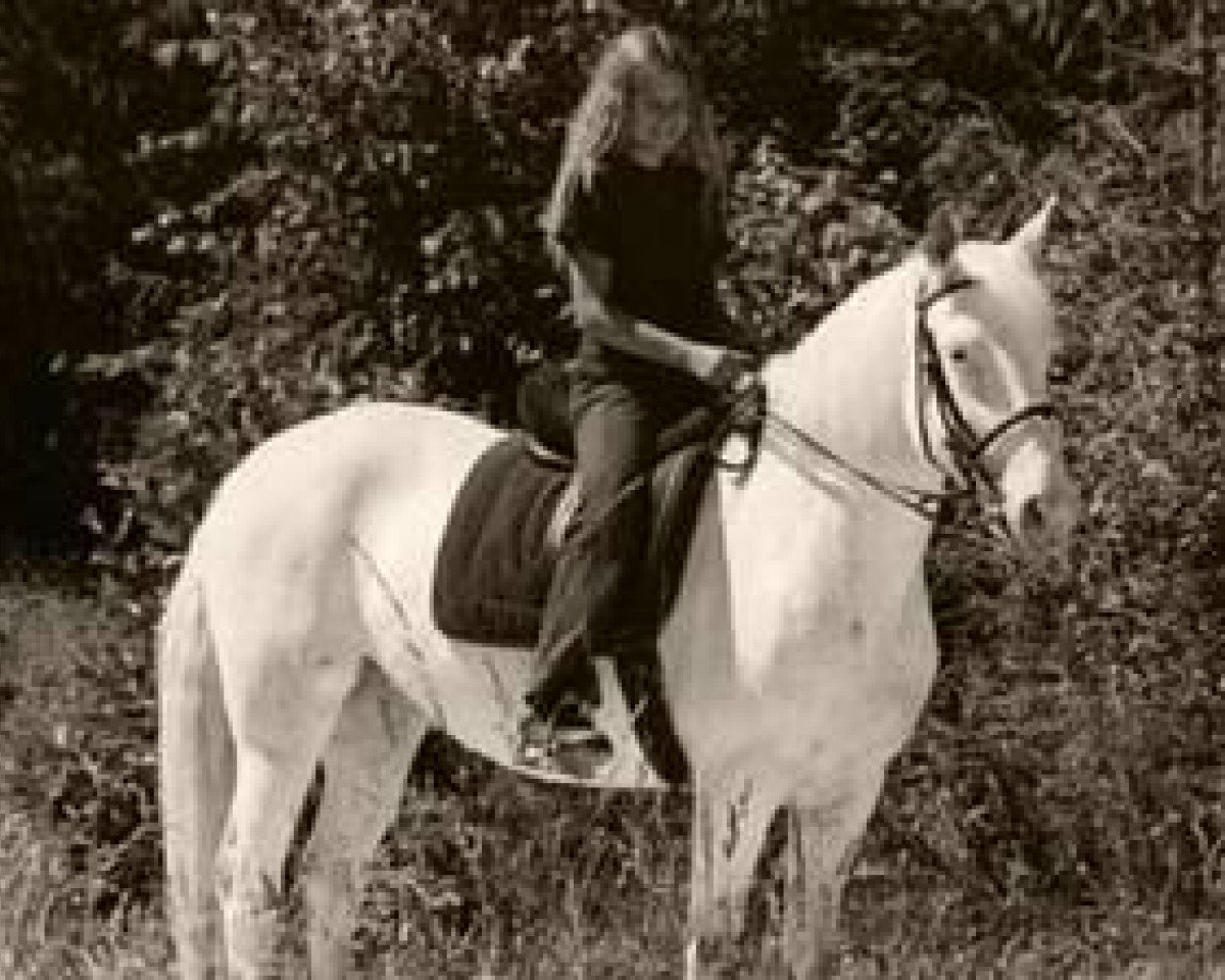 broodmare Salome af Hestedale (Knabstrupper, 1993, from Stjerneprinsen Af Vejrup)