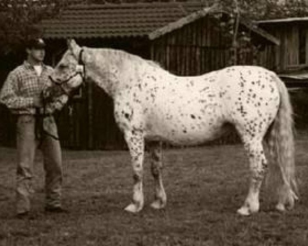 broodmare Donna (Knabstrupper, 1985, from Niro af Thorsager)