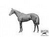 stallion Maiden Erlegh xx (Thoroughbred, 1909, from Polymelus xx)