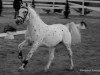 stallion Benz vom Pferdehof (Knabstrupper, 2007, from Brauner aus der schuetzenden Hand)