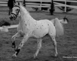 stallion Benz vom Pferdehof (Knabstrupper, 2007, from Brauner aus der schuetzenden Hand)